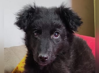 AMICO❤️ bezaubernder kroat. Schäferhund-Mix-Junge und eine pure 4-Pfoten-Amore