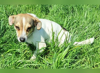 Jack Russel Mix Hündin Moira möchte Rumänien schnell verlassen