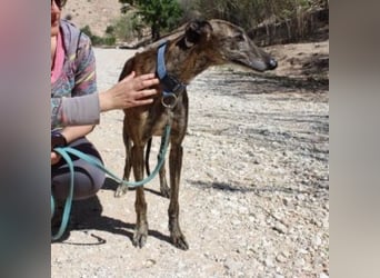 ARTISTA-Charakterstarker Galgo mit Herz und Haltung