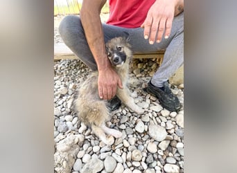 Gut gelaunter FRITZI ist ein charmanter und lustiger Hundebub