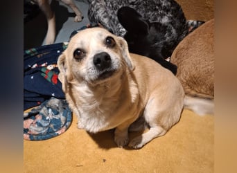 CHURROS, Dackel-Mix, Rüde, klein, geb.ca.1/2020.
