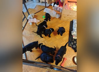 Labradorwelpen suchen bestes Zuhause