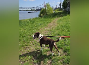Cayo, 5 Jahre, sucht kompetentes Zuhause