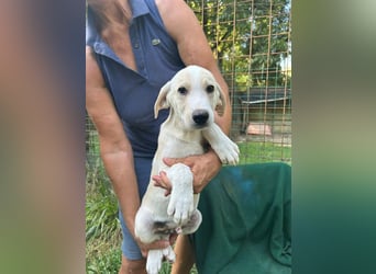 Augustin - Ist das Glück jetzt zum Greifen nah ?