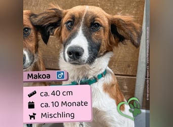 Makoa