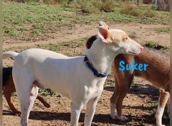 Suker 03/2021 (ESP) - wundervoller, lieber & sehr sozialer Podenco-Mix wird immer übersehen!