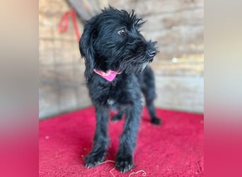 (R) ❤️ süße kleine MONTI - 6 Monate, 35cm/6kg - Schnauzer-Mix
