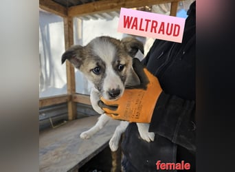 Waltraud 1 1/3 j Hundemädchen, klein – mittelgroß, schüchtern, zurückhaltend, neugierig, sozial