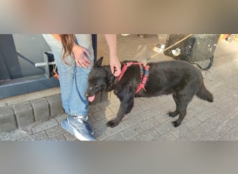 Raven - lieber Anfängerhund in Deutschland