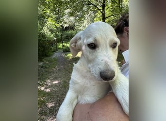 Nestor - DRINGEND Zuhause oder Pflegestelle gesucht - kleine Pfötchen