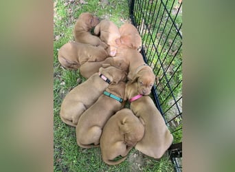 Liebevolle Magyar Vizsla Welpen ab Mitte Juni abzugeben