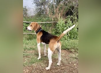 Beagle-Mix Pablito - verspielt und freundlich