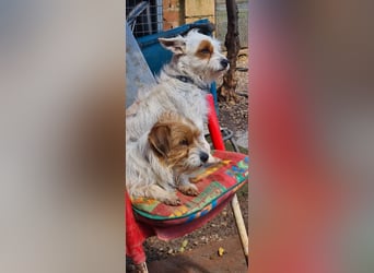 Papaya, möchte endlich ankommen