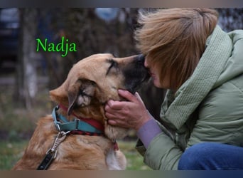 Nadja geb. 01/2017 - treue und verschmuste Hündin mit goldenem Herz!