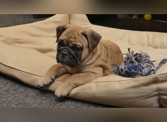 Freiatmige Bulldoggenwelpen Abgabebereit