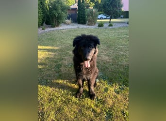 Altdeutscher Schäferhundwelpe