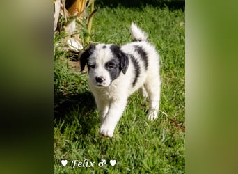 Felix und seine Geschwister suchen ein Zuhause