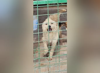 SOS Fluffy sitzt noch in der Tötung