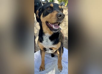 Dora - Anhängliche Dora sucht ihren Lieblingsmenschen