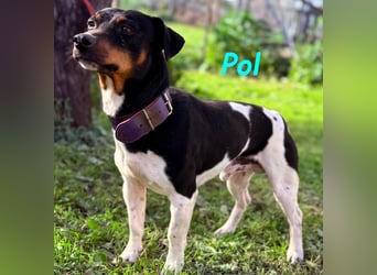 Pol 01/2023 (ESP) - warmherziger und charmanter, kleiner Bodeguero Mix!