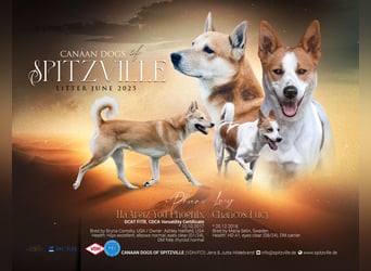 Canaan Dog-Welpe (Kanaan-Hund)