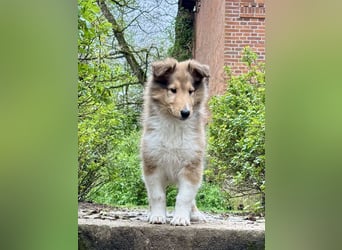 Colliewelpen im amerikanischen Typ