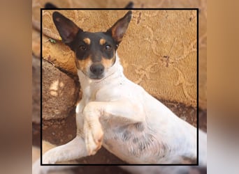 Katzenverträgliche Jack Russel Hündin PIXIE: lustig u. sozial sucht DICH!