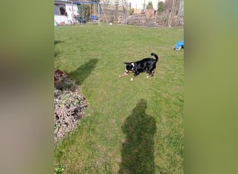 Appenzeller Sennenhund reisrassig
