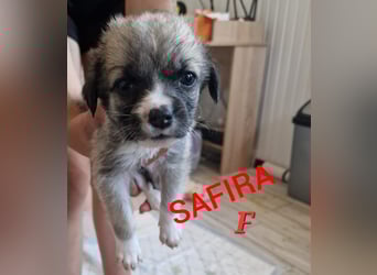 Safira, 2 ¾ -jähriges Mädchen, ca. kniehoch, freundlich, verspielt, offen