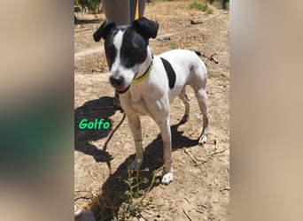 Golfo 05/2019 (ESP) - verspielter, neugieriger und sozialer Ratonero Bodeguero Andaluz!