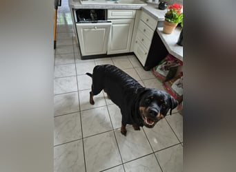 Rottweiler Schäferhund Mix