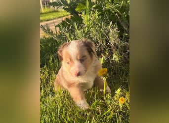 Miniature Australian Shepherd Welpen m. Papieren