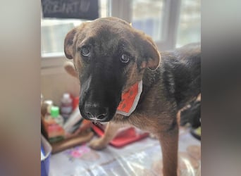 Cleo - freundliche, aktive, anhängliche Schäferhund Mix Hündin / z.Zt. noch in Rumänien
