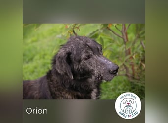 Orion: Schwanzwedelnd unterwegs