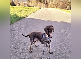 Cockapoo bereit zum Lieben!  - Schenken Sie sich selbst bedingungslose Liebe –
