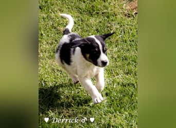 Derrick sucht ab Ende Juni ein liebevolles Zuhause