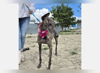 Guapino (TO) Aufgeschlossen, super lieb und verschmust