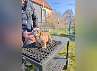Englische Bulldogge Welpen mit FCI Papiere
