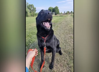 Shakir ein großer Hund mit großem Herz