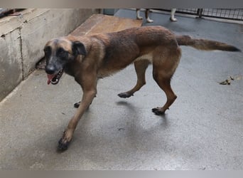 Ria Malinois Schäferhund Mischling Hündin Junghund sucht Zuhause oder Pflegestelle