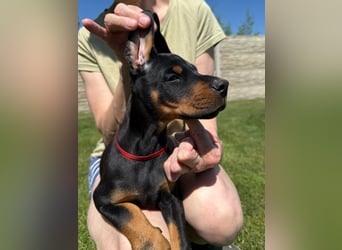 Dobermann Welpen Bohemia Gotika