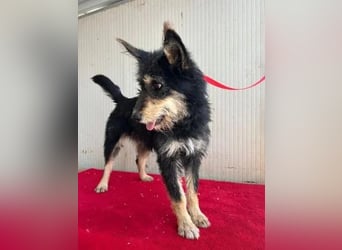 Ledi, Schnauzer-Mix, Hündin, geb. 02.04.2023, ca. 42 cm