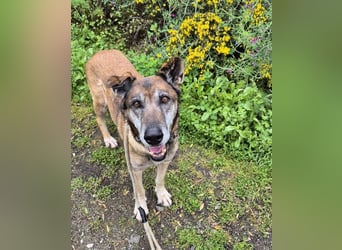Manuela (Spanien) - freundliche Schäferhund-Mix-Hündin, wünscht sich sehnlichst ein neues Zuhause