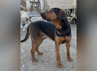 Levi ❤️ Bracke-Mix, verspielt+ aufgeschlossen