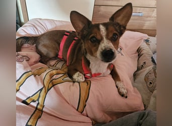 witziger, kleiner Kerl "Percy"