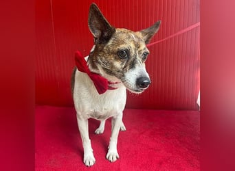 ❤️ liebenswerter kleiner TRÜFFY - 7 Jahre, 30cm/9kg - Mischling