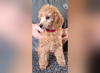Zuckersüsser Kleinpudel Welpe - Hündin fawn/apricot