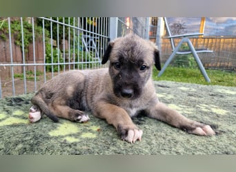 Irish Wolfhound Welpen