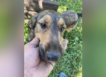 Lotta - Jagdterrier Mix