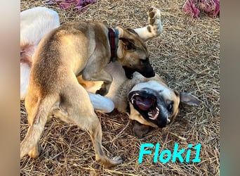 Floki1 10/2023 (ESP) - ausgeglichener, großer Mastín Español sucht Rassefans!